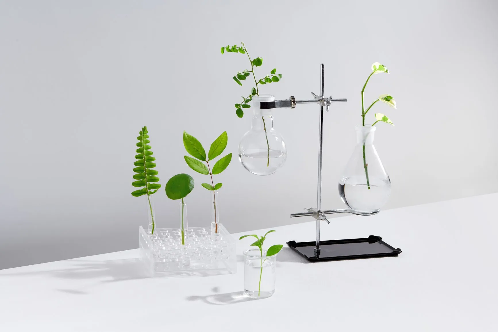 Plants in test tubes